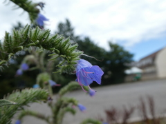 Echium vulgare
