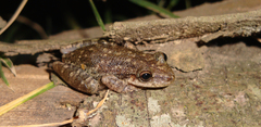 Scinax granulatus