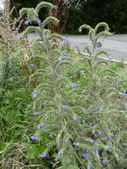 Echium vulgare