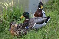 Anas platyrhynchos