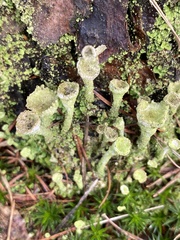 Cladonia grayi
