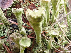 Cladonia grayi