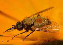 Diptera