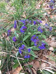Pulmonaria australis