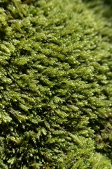Plagiothecium curvifolium