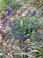 Pulmonaria australis