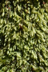 Plagiothecium curvifolium