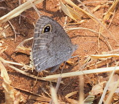 Ypthima asterope hereroica