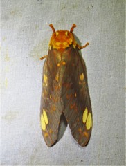 Citheronia bellavista