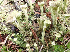 Cladonia grayi