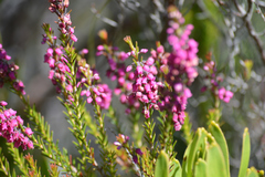 Erica pulchella