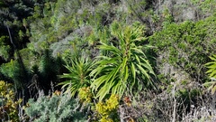 Echium pininana