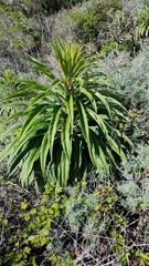 Echium pininana
