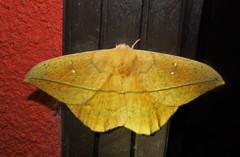 Lonomia electra
