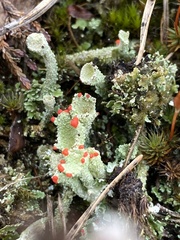 Cladonia coccifera