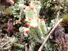 Cladonia coccifera