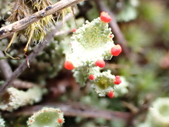 Cladonia coccifera