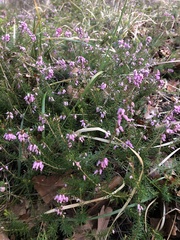 Erica carnea