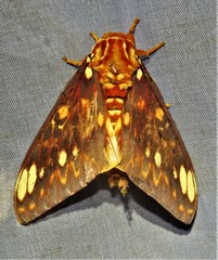 Citheronia bellavista