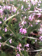 Erica carnea