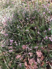 Erica carnea