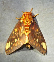 Citheronia bellavista