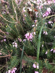 Erica carnea