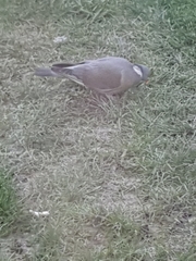 Columba palumbus