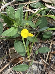 Crotalaria rotundifolia
