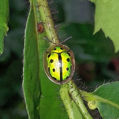 Coptocycla adamantina