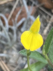 Crotalaria rotundifolia