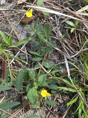 Crotalaria rotundifolia