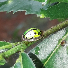 Coptocycla adamantina