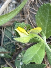 Crotalaria rotundifolia