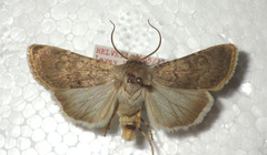 Euxoa decora
