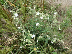 Silene latifolia