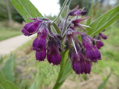 Symphytum officinale