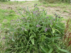 Symphytum officinale