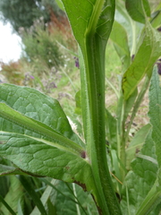 Symphytum officinale