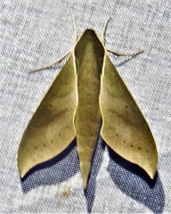 Xylophanes porcus