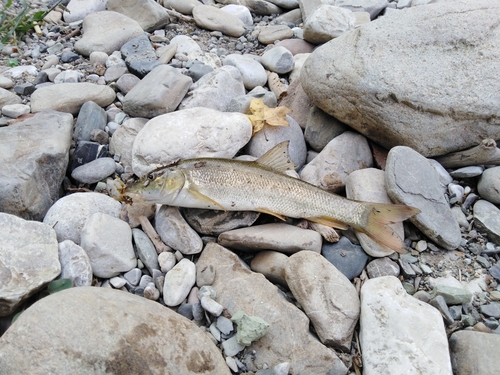 Crimean barbel