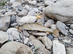 Crimean Barbel photo 1