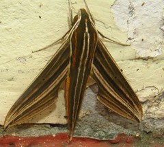 Xylophanes titana
