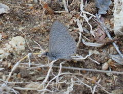 Pseudonacaduba sichela sichela