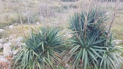 Yucca gloriosa tristis