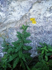 Senecio variifolius