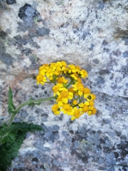 Senecio variifolius