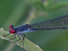 Pseudagrion sublacteum