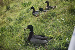 Anas platyrhynchos