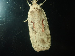 Agonopterix ocellana